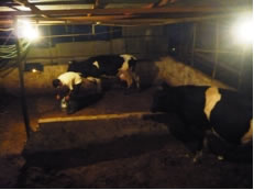 私がギブアップした最後の一頭。手前で「見守る」のは種牛。「今日はやたら時間がかかるね」