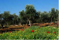 春の到来。西岸の地はいっせいに緑になった