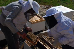 ミツバチに挨拶。女王蜂はきちんといるでしょうか？