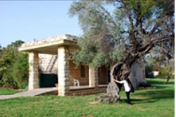 キブツの中で。歴史を知る古いオリーブの木と古い建物は、静かにそこに居続ける