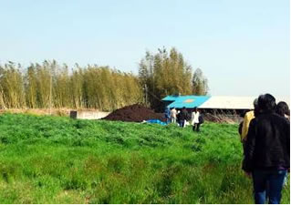 ふかふかの土に緑が繁る。中央に見えるのが堆肥場。