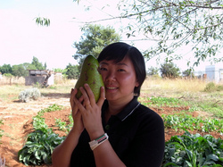 顔サイズのアボカドもころがってる