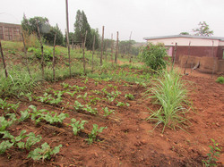 ドボワニさんの畑。ビートルートやほうれん草が元気になっています。でも確かに影がない。斜面に沿って植えられている様子もわかりますか？