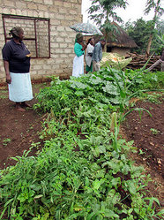 サルミナさんの畑。せまい範囲にいろいろ植わっています。