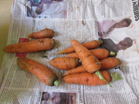 新鮮でおいしそうなニンジン！