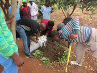 その上にまだ青い葉っぱを乗せて牛糞をかぶせます。