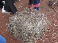 最後に枯れ草で覆って水をかけたらできあがり。二週間ごとに一度程度ひっくり返しますがそれまで野菜クズや雑草を適当に放り込んでおけばOK。