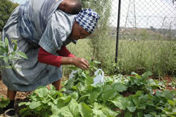  ■赤ちゃんをおぶって野菜を収穫するアリスさん。
