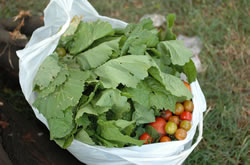 今日の収穫。トマトや豆類が実りました。