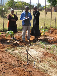 在宅介護ボランティアのメンメさんの菜園。彼女は研修に参加していませんがちゃんとマルチもしています。