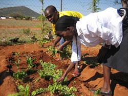 モリンガの葉っぱを使ってコンポストにする方法を指導するジャクソンとセリーナさん。前日にジョンが他の人に教えていたところです。