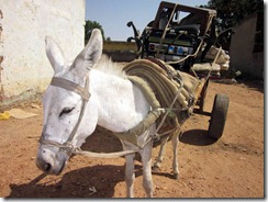 荷物を運んできたロバ。おとなしくて働き者のロバは、カドグリ市内の物流の主役。