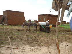 毎度おなじみ、ロバの水売りでございます