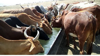 午後に牧草地から戻ったウシは、水を一気に飲む