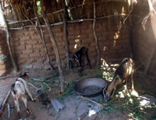 ロープにつながれ、餌を食べるヤギ