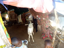ビニールシートで作った避難民の家ではヤギも人間のスペースを共有