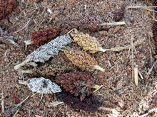 収穫後のソルガム。さまざまな品種がある。（2011年にJVC活動地にて撮影）