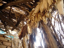 マンジャさん宅の軒下。奥に見える褐色の穂が「カラマッカ」