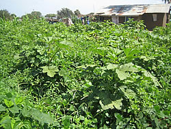 メイズ、オクラ、カボチャ、豆類が混植されている。農薬や化学肥料は使っていない。