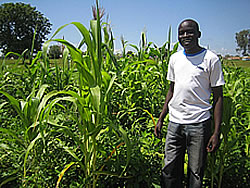 このメイズを粉にして主食のウガリができるんだ」と言う研修生のモモ