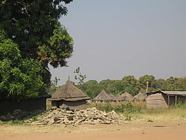 マンゴーに囲まれたカジョケジ村 