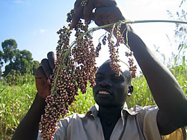ソルガムの畑にて（ソルガムは高粱または蜀黍。主食として用いられるほか、酒の原料ともなる穀類。） 