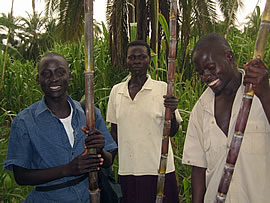  サトウキビ、食うぞー！ 