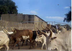 ジュバの街中を闊歩する牛の群れ…