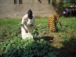 収穫を進める女性たち