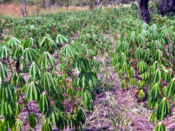 キャッサバ。イモのような根の部分を食用にするが、葉も食べられる。