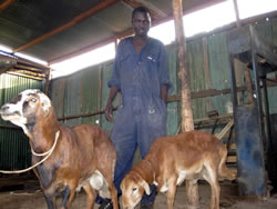 卒業式の饗宴はヒツジ料理。写真は前日、工場に連れられてきたところ