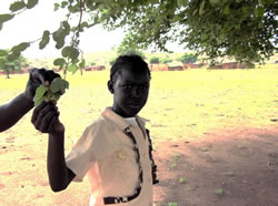 村にある生活の知恵。小学校6年生のベティちゃんは「風邪をひいたときにはね、この木の葉を食べると効くのよ」と教えてくれた（活動地のひとつ、メレ村にて） 
