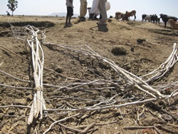 この木の枝を丸めて使う 