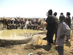 井戸から汲み上げた水を家畜に飲ませる