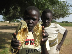 バオバブの実を採るのは子供たちの楽しい遊び。木登りのほかにパチンコ玉を当てて落とすこともある