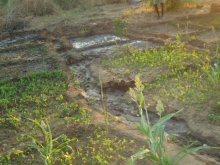 何人かの村人は以前から菜園を作っている