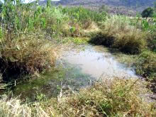 土砂が入り込み雑草で覆われたしまった溜池