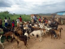 配布場所に到着したヤギ