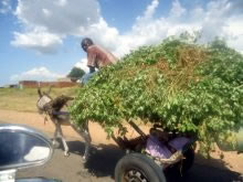 ロバ車で運ぶ落花生