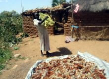 刈取り後のソルガム（写真下側）