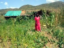 ザハラさんの家と周りの畑