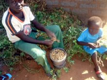 落花生を根っこからむしり取る