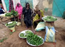 オクラ、手前は裏山から採ってきた野菜