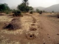 積み上げられた枯れ枝と、等間隔に掘られた穴