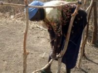 タテヨコに木の枝を組んで更に小枝をからませれば、より丈夫なフェンスになる