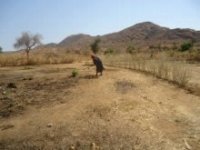 畑の土起こしが始まっていた