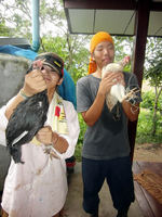 これから鶏をさばきます