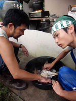 鶏の毛を取っていく作業