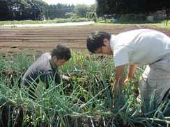 農作業を通して日本の農業を知ります