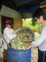 今日の朝作業はバナナの樹から液肥作り
